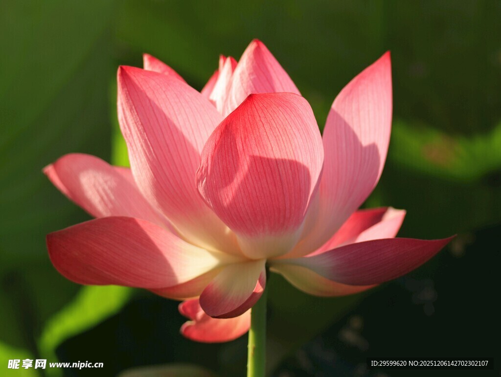 娇艳盛开的粉色荷花