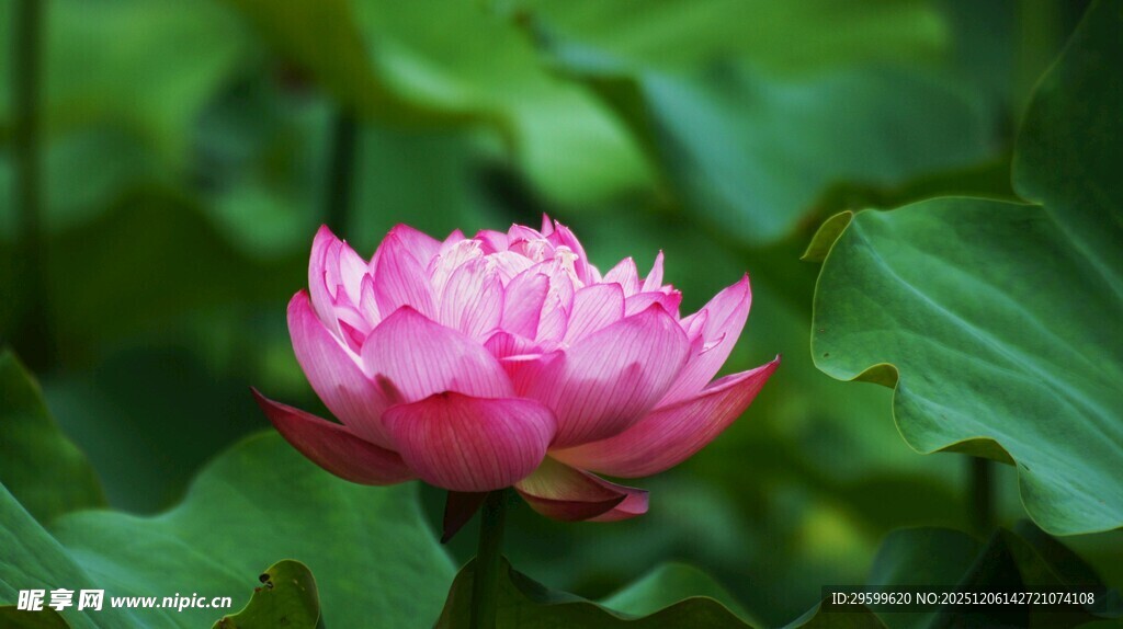 娇艳盛开的粉色荷花