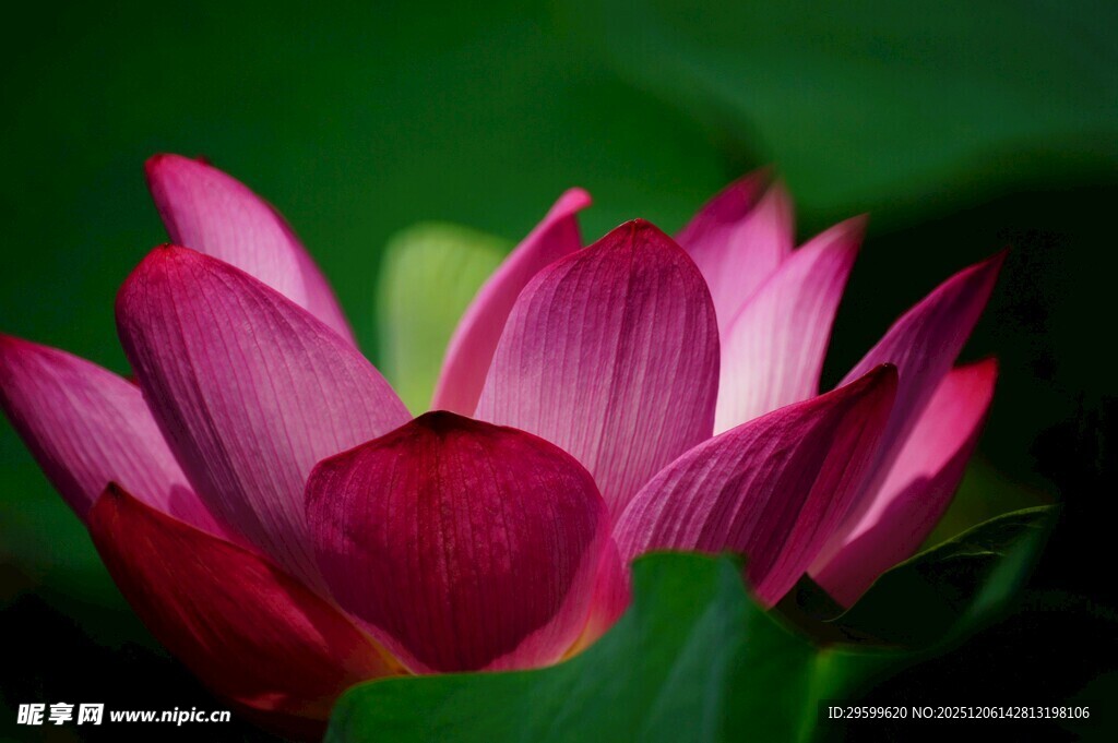 娇艳绽放的粉色荷花
