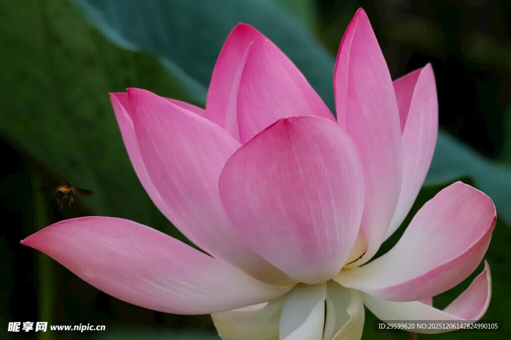 娇艳盛开的粉色荷花