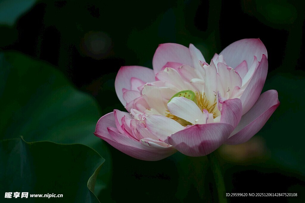 娇艳盛开的粉色荷花