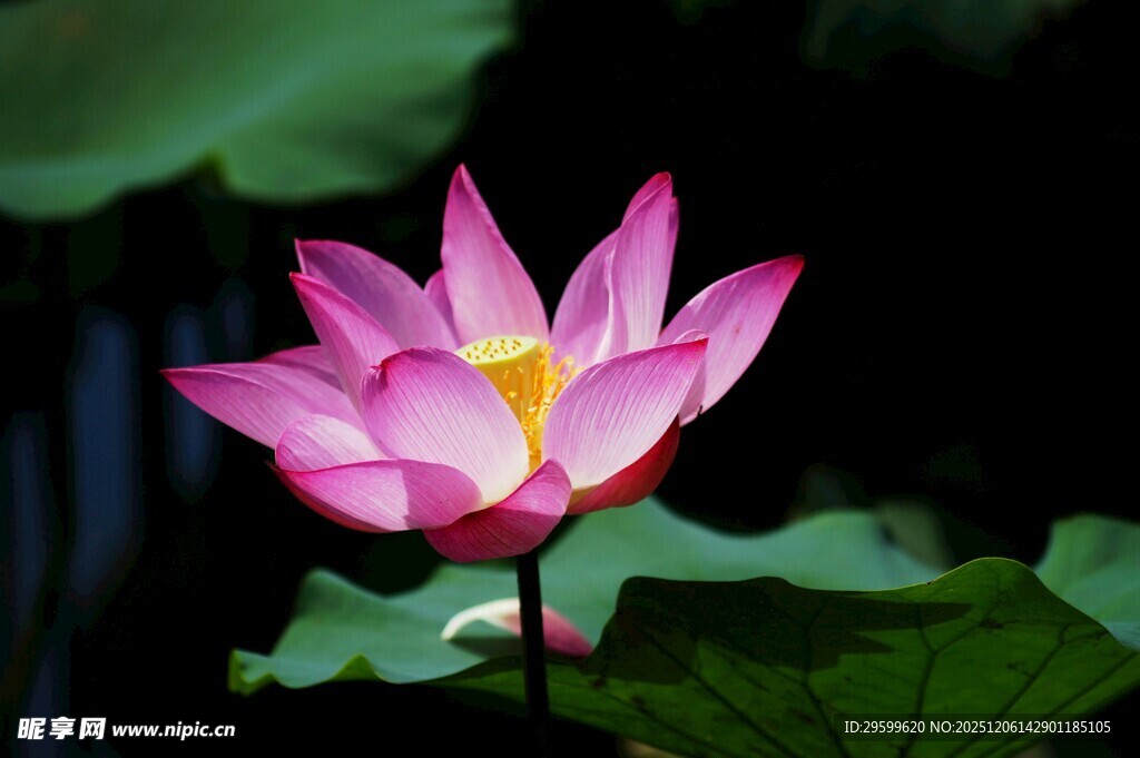 娇艳盛开的粉色荷花