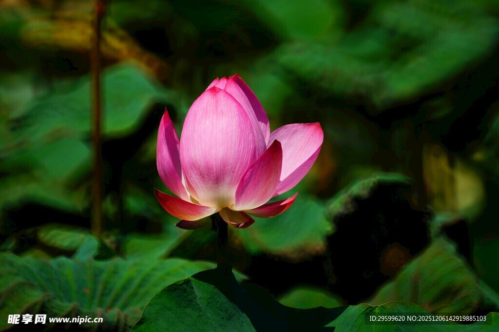 娇艳荷花绽放于绿叶间