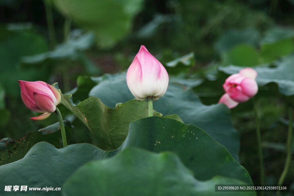 娇艳荷花绽放绿叶间