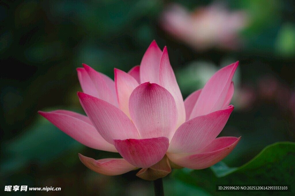 娇艳盛开的粉色荷花