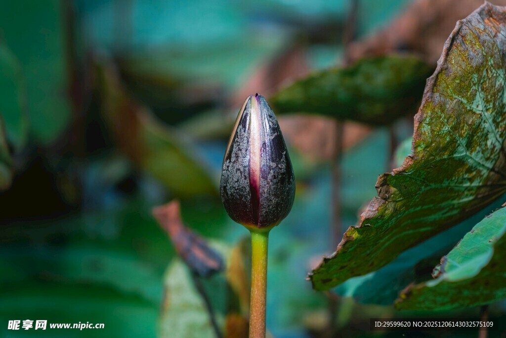 含苞待放的荷花