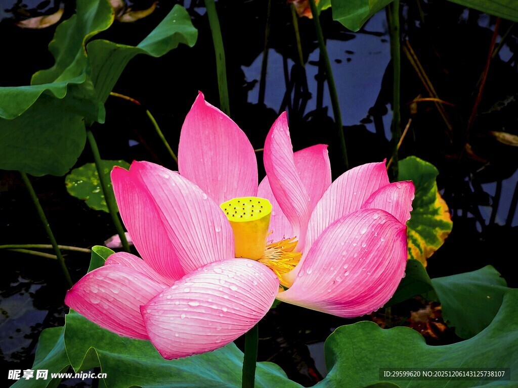 娇艳盛开的粉色荷花