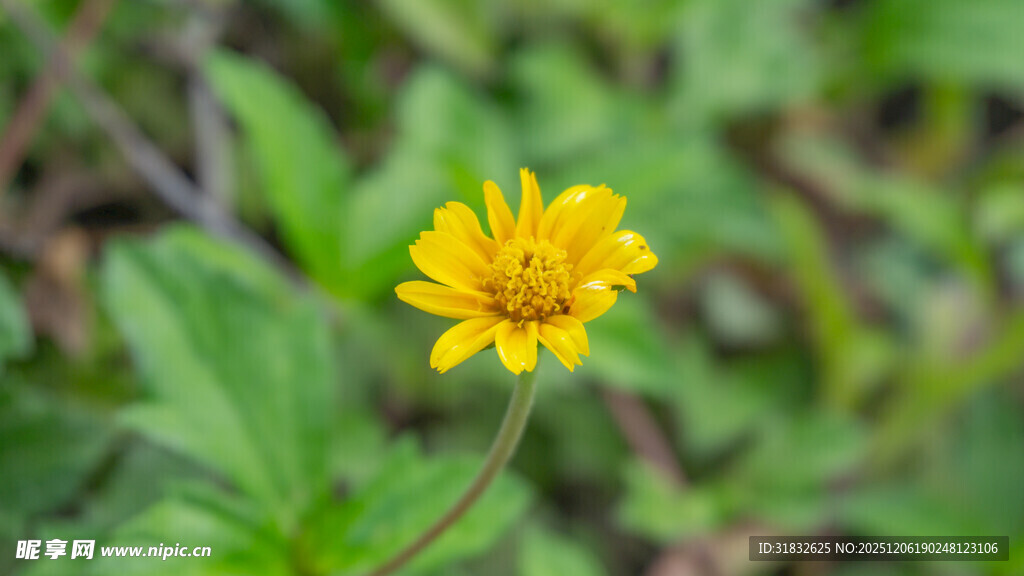 南美蟛蜞菊黄色小花绽放于绿叶间