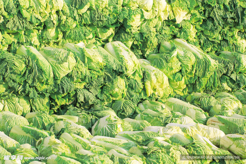 翠绿白菜