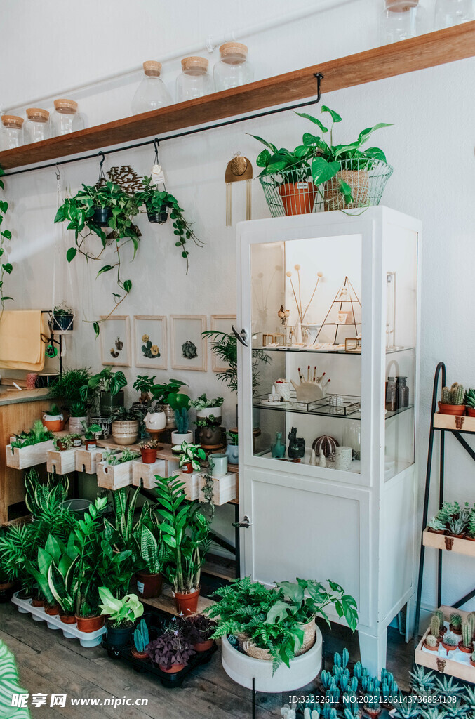 室内绿植店 满眼生机绿意