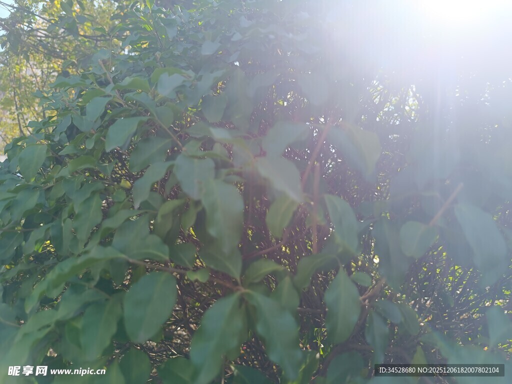 阳光照耀下的繁茂绿植