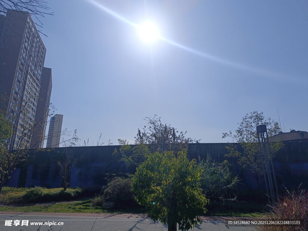 阳光下的城市绿植景观