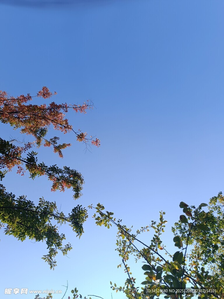 蓝天映衬下的繁茂枝叶