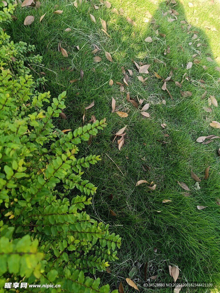 绿叶间的棕色叶片