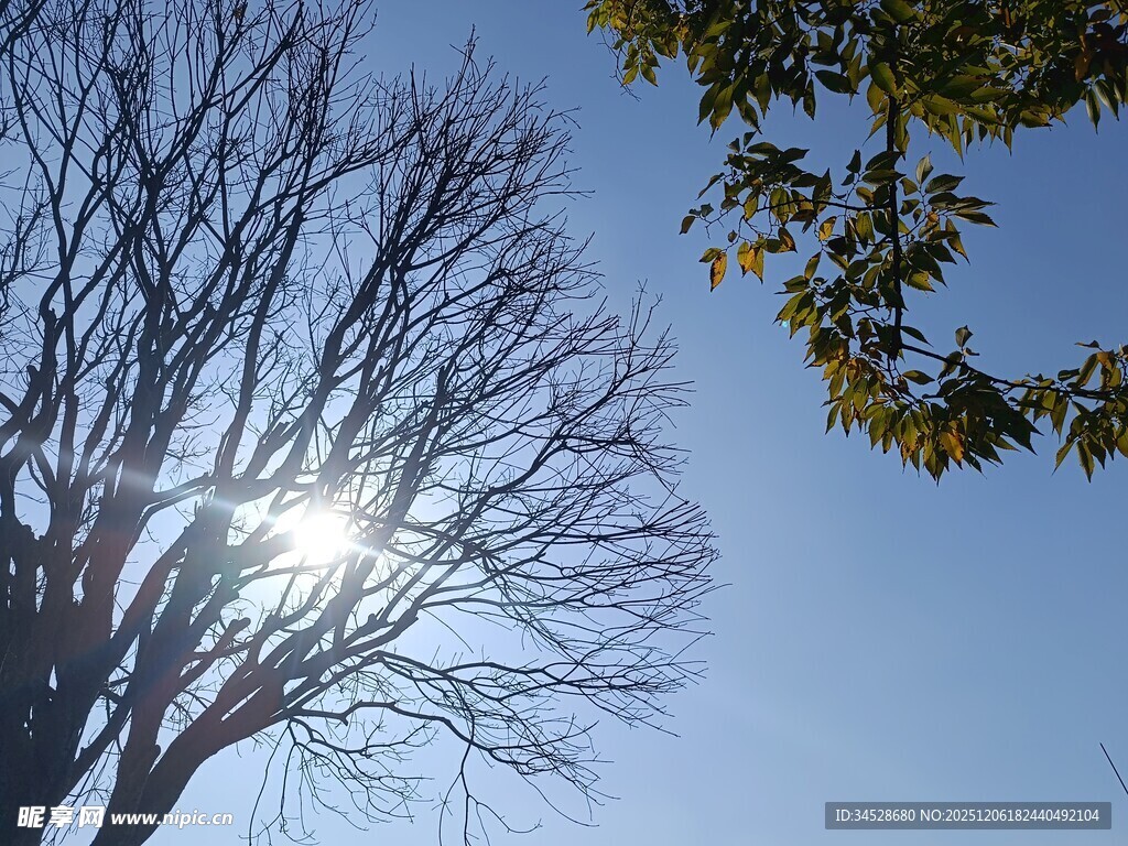 阳光下的光秃树枝