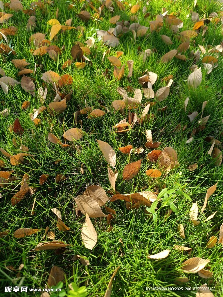 秋日地面的落叶与绿草