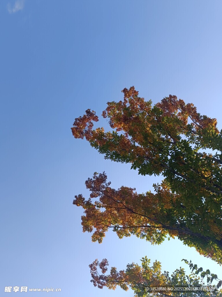 秋日树梢与蓝天美景