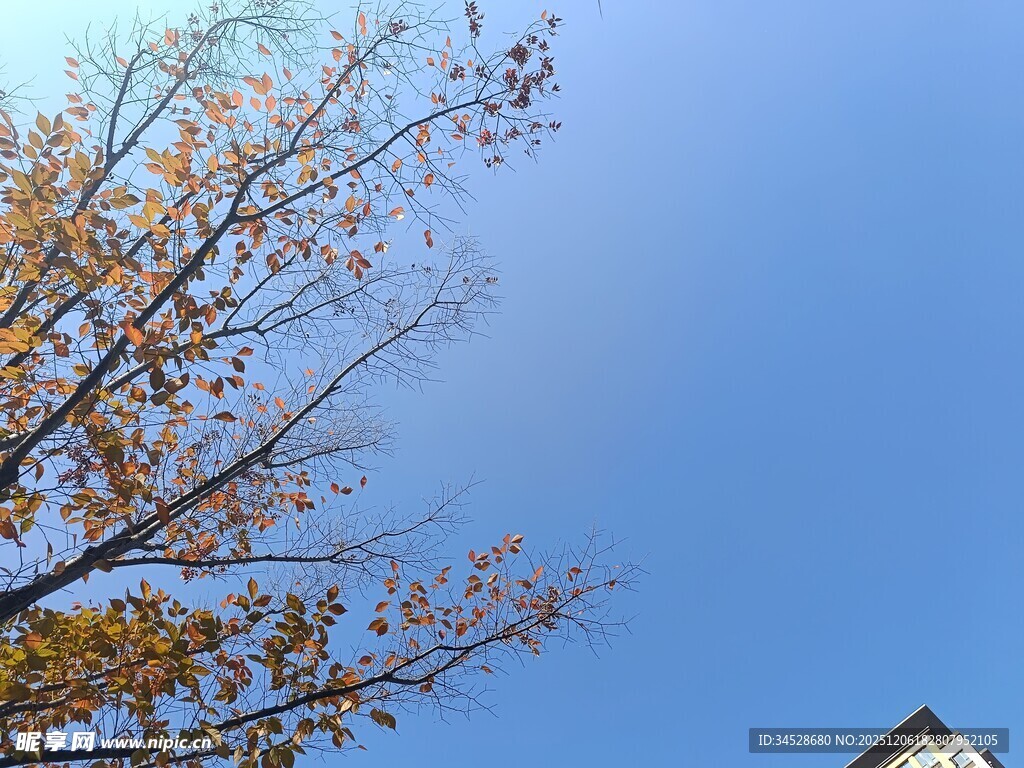 秋日树梢与蓝天景象