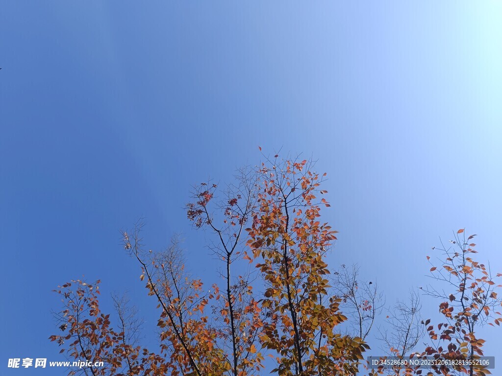 蓝天映衬下的斑斓秋叶