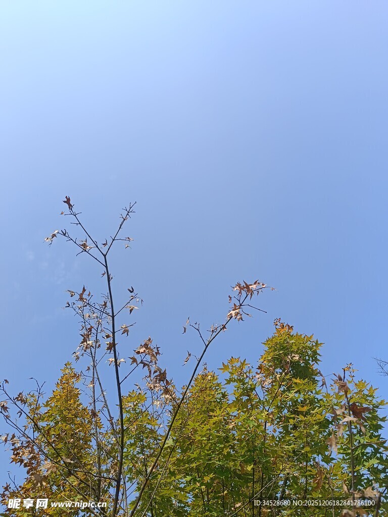 蓝天映衬下的多彩树梢