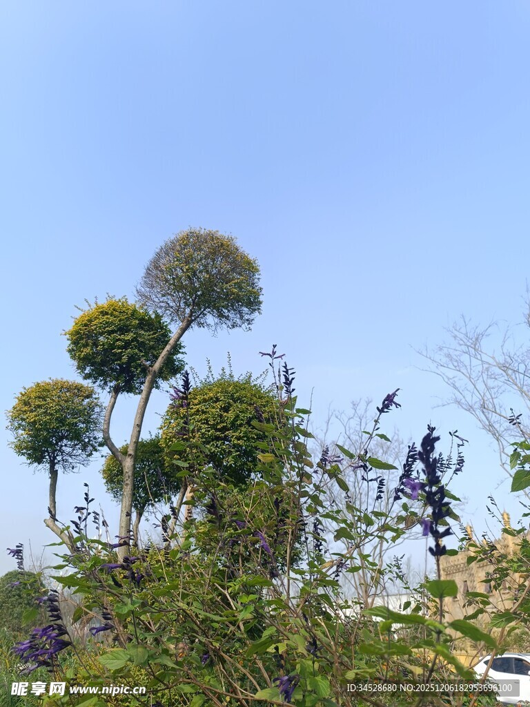 造型独特的球形树木景观