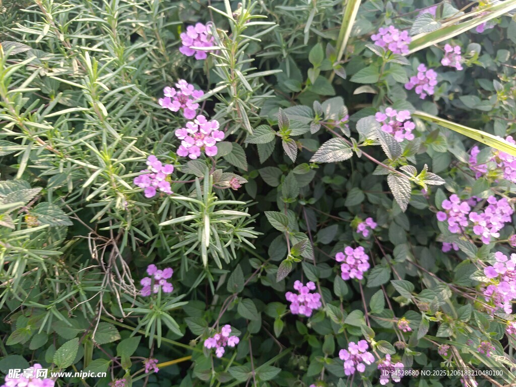 紫色小花绽放于绿叶间