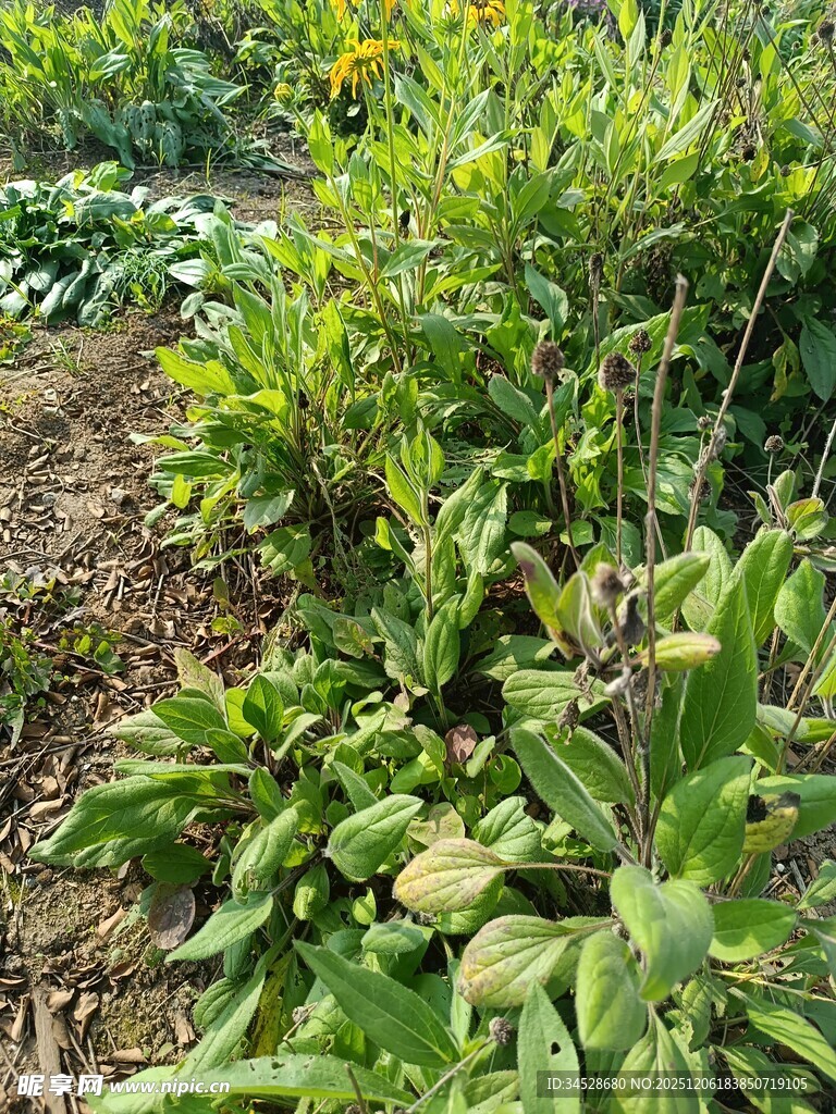 生机勃勃的菜园绿植