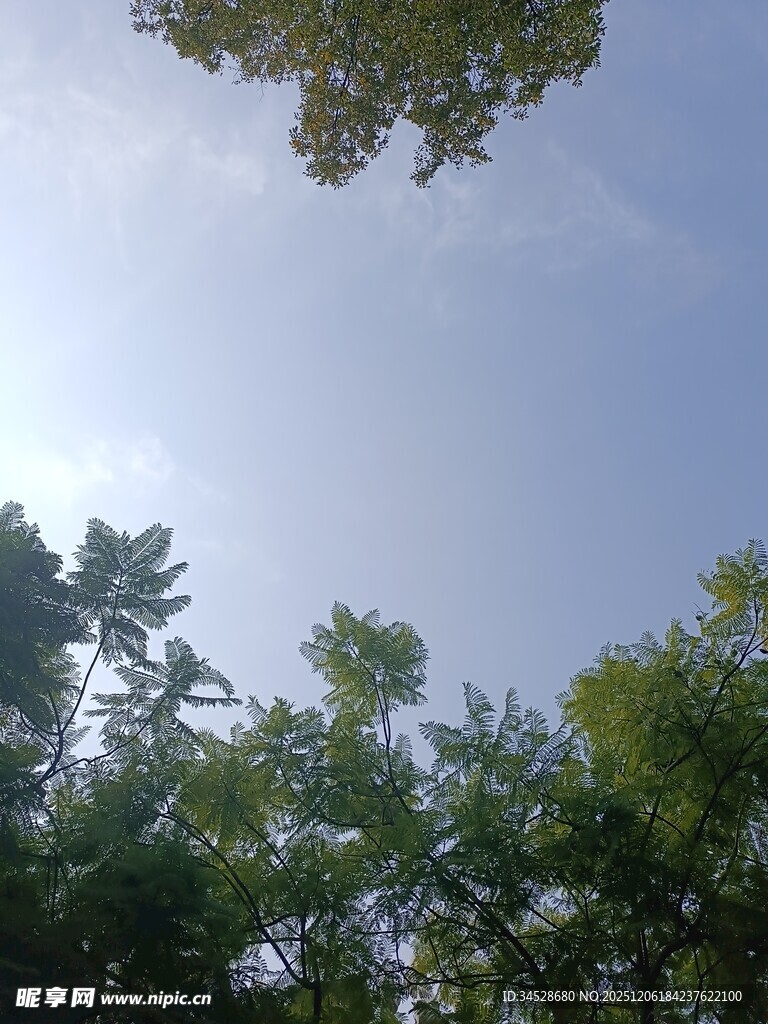 仰视绿树蓝天的景致