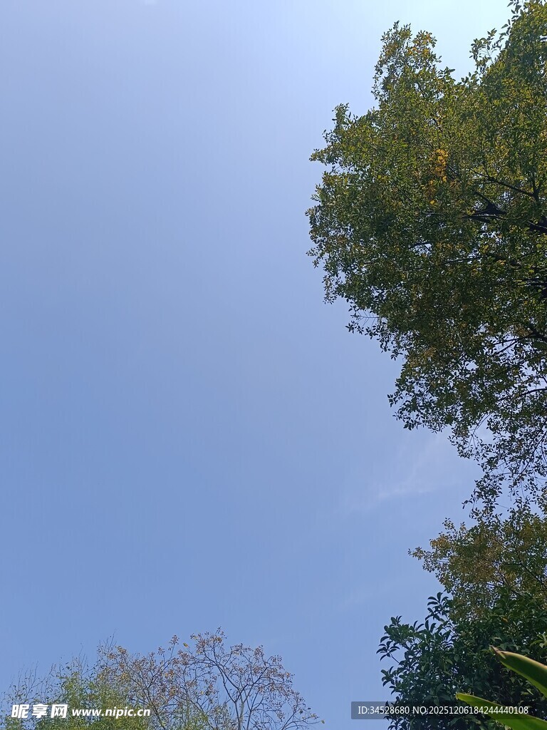 仰视蓝天绿树美景