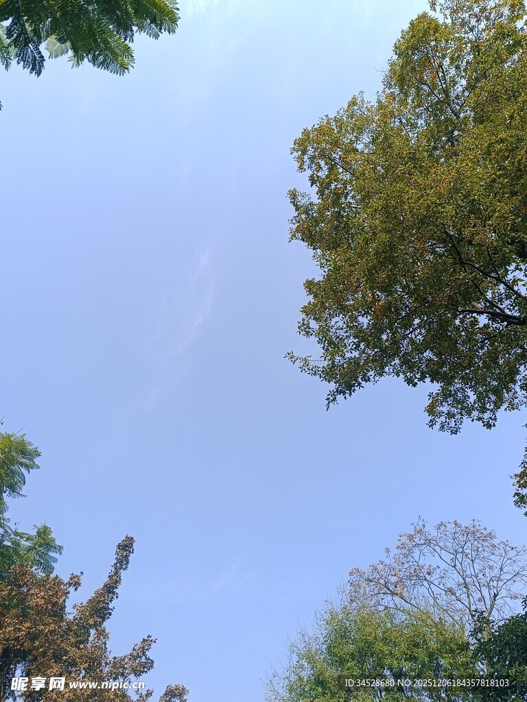 仰望蓝天绿树
