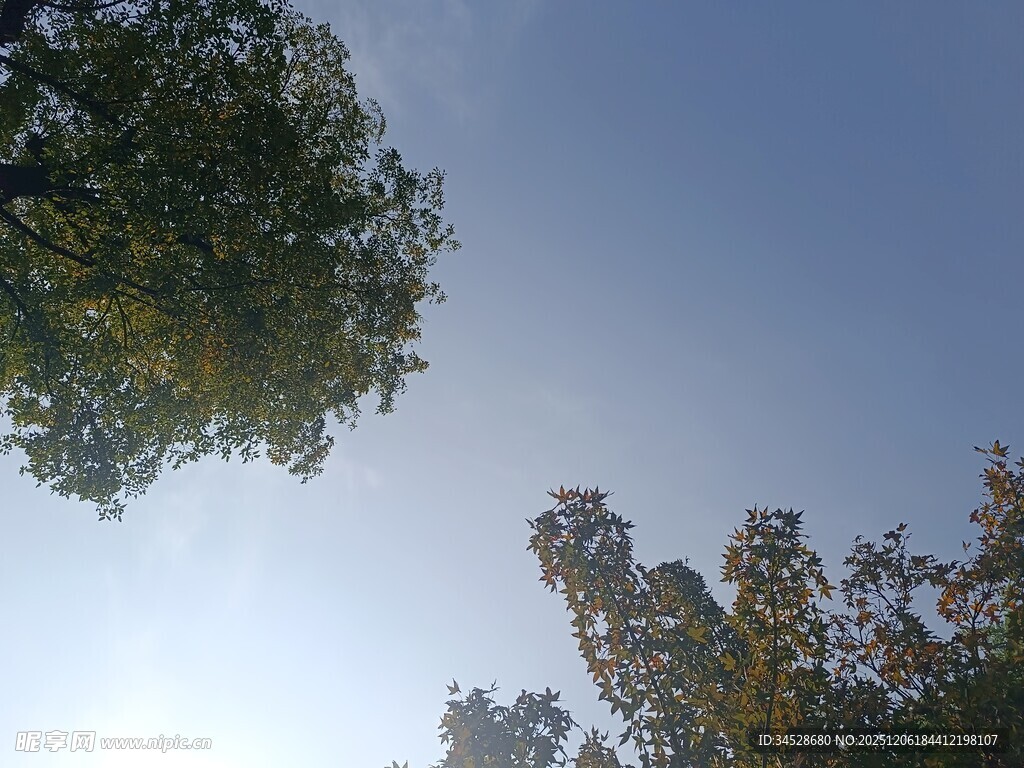 仰视绿树蓝天的景致