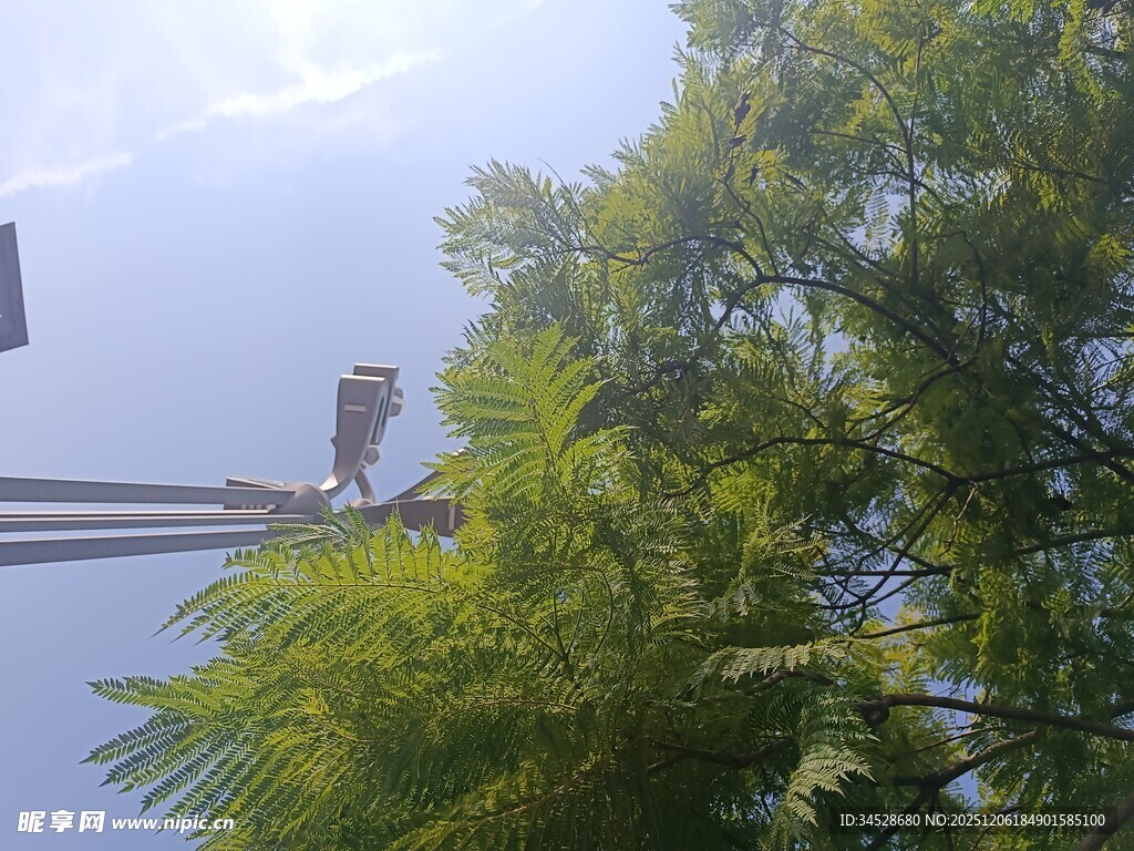 电线上小鸟与葱郁绿树