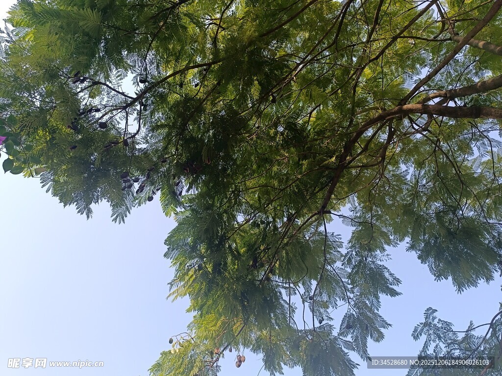 仰视繁茂绿树与蓝天