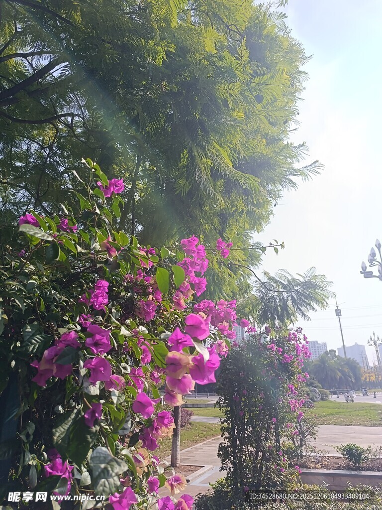 繁花绿树间的户外景致