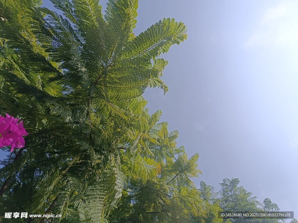 仰视下的翠绿棕榈与粉花