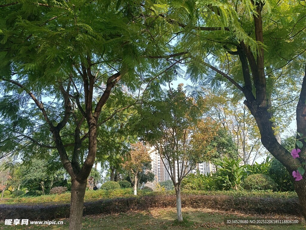 绿意盎然的公园林间景色