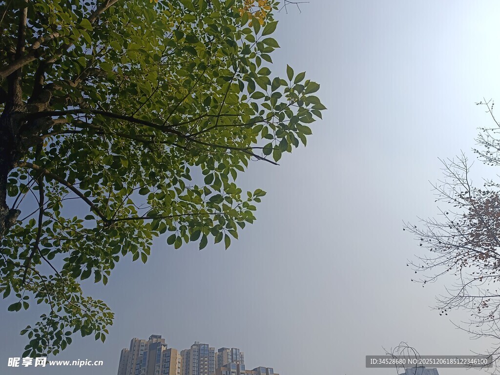 树影下的城市天际线