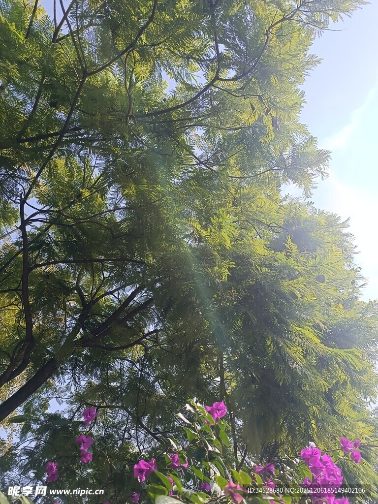 阳光洒落繁花绿树间