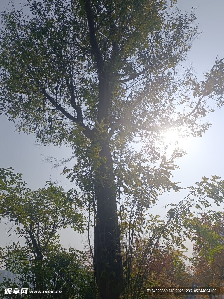 阳光透过树木洒下美景