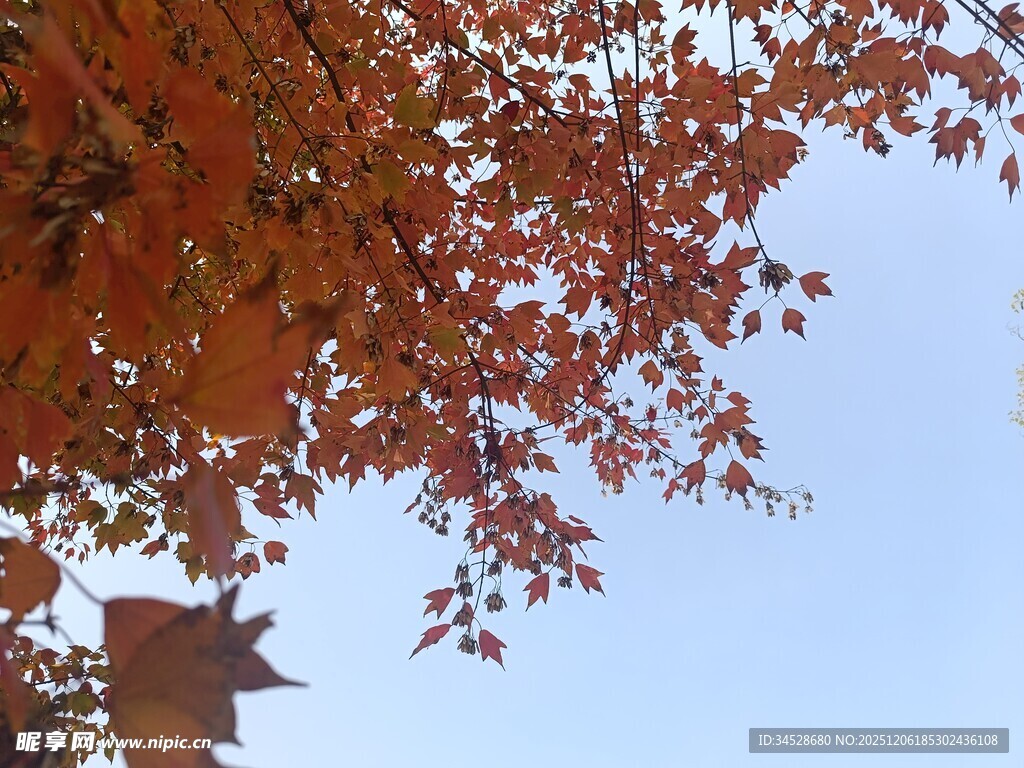 秋日红枫映蓝天