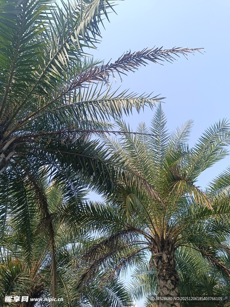 蓝天映衬下的棕榈树顶