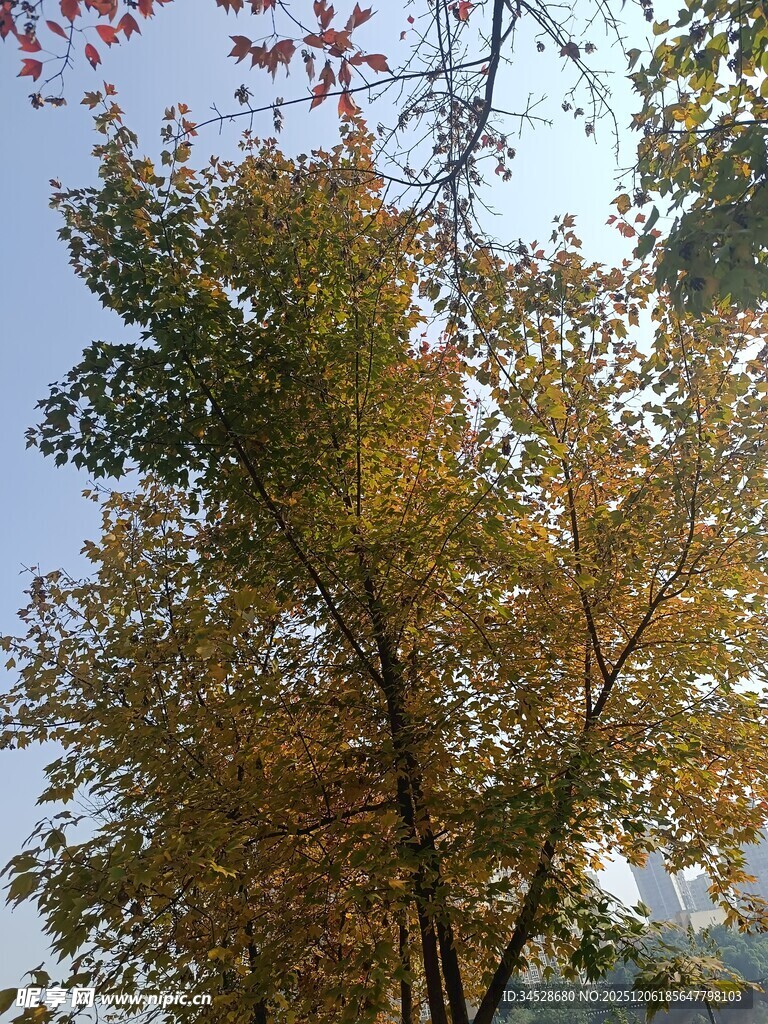 秋日斑斓树木景致