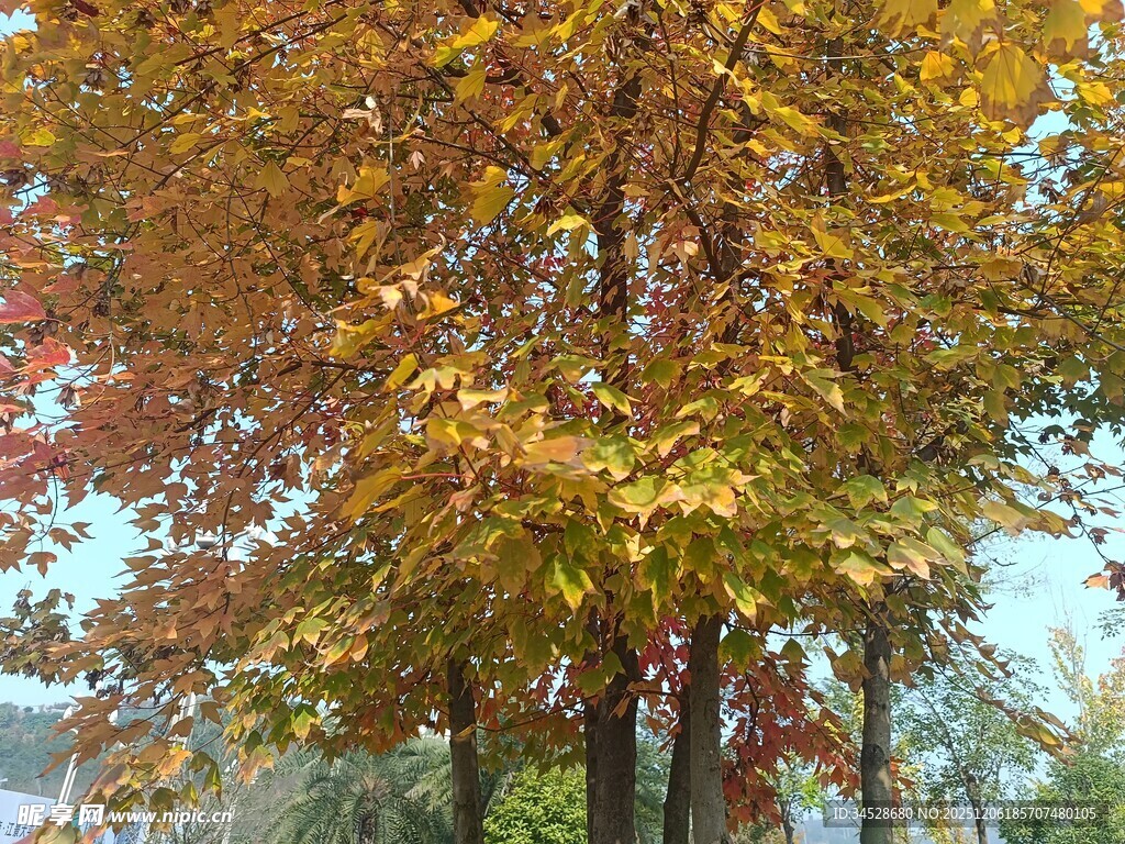 秋日斑斓树木美景