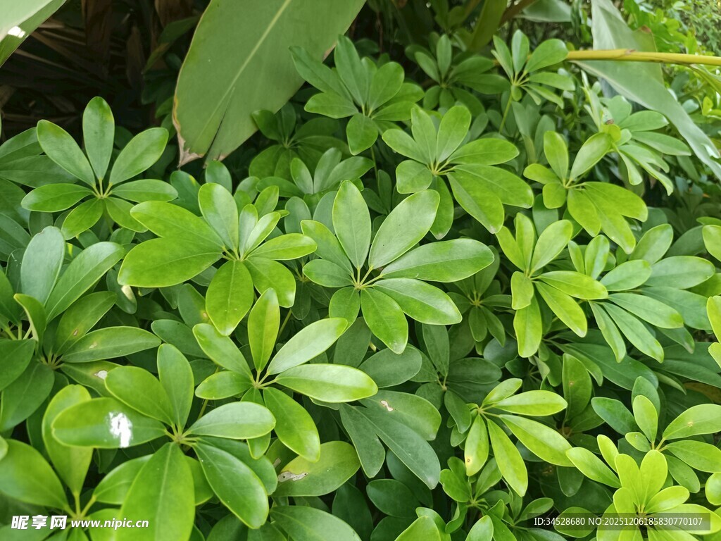 翠绿繁茂的绿植叶片