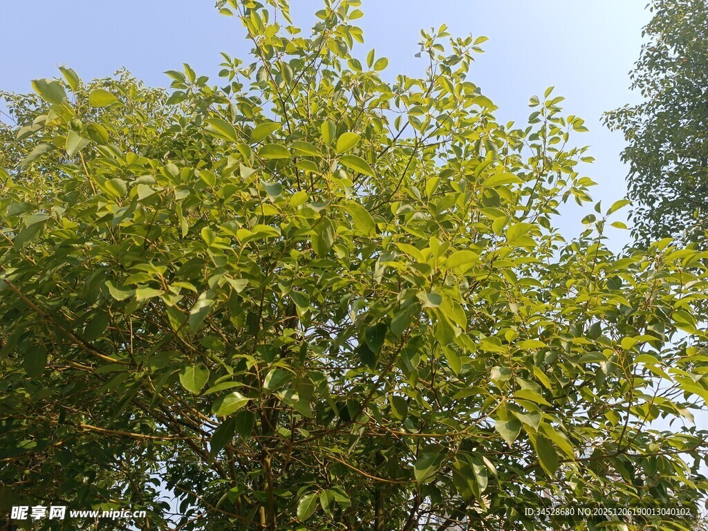 阳光下的葱郁绿树