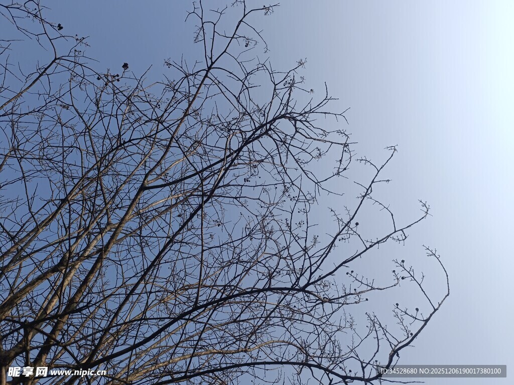 冬日光秃树枝与蓝天