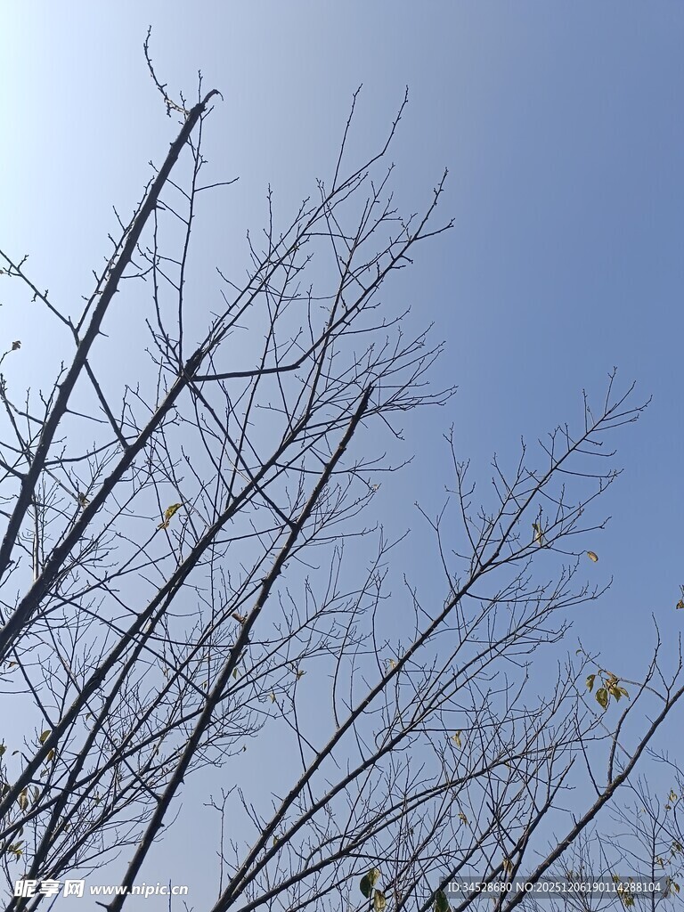 冬日枯树枝与蓝天景象