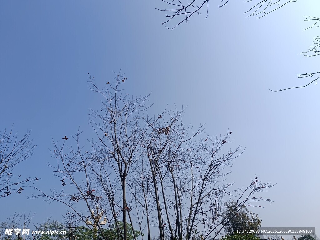 蓝天枯枝景象