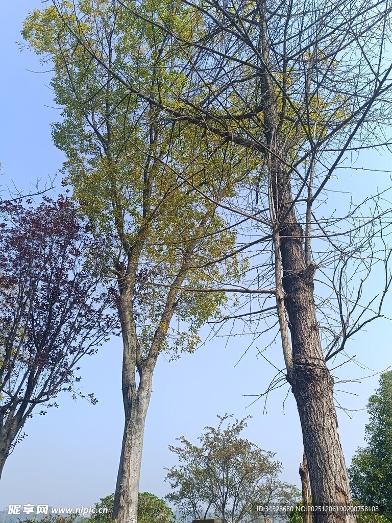 蓝天绿树风景图