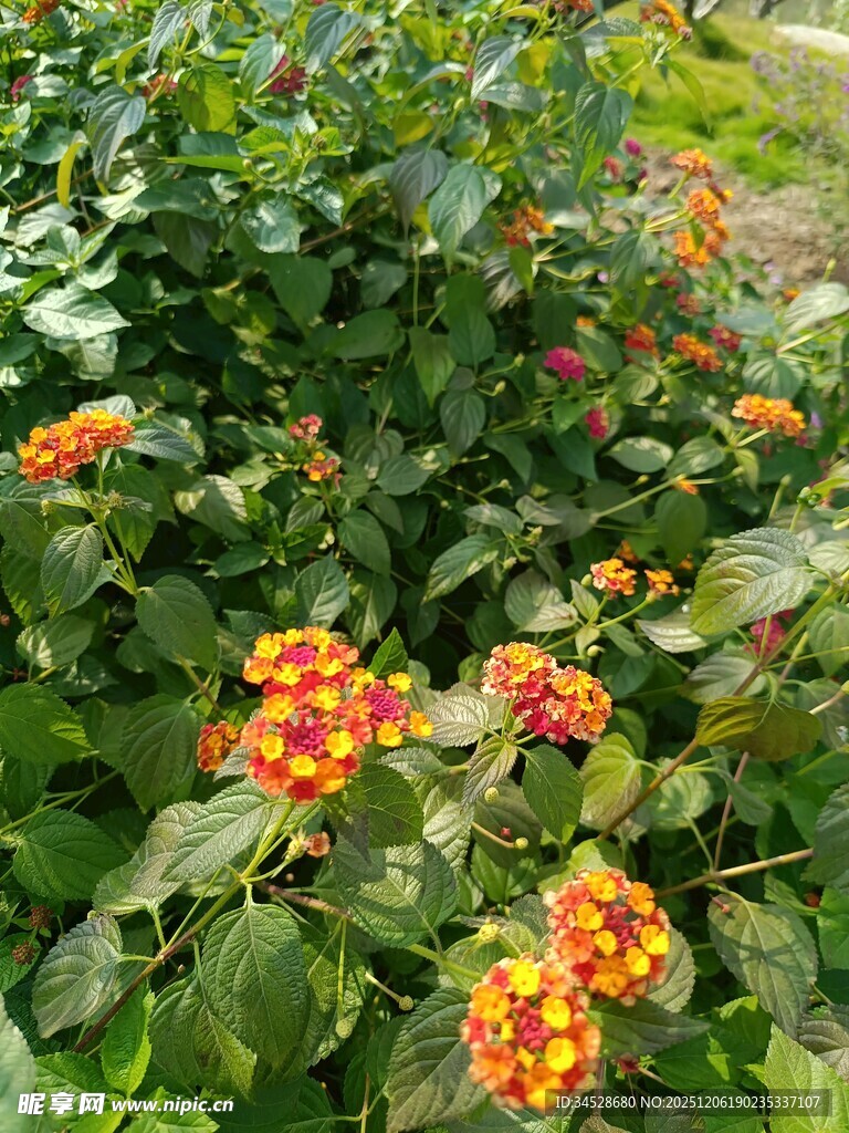 多彩马缨丹花丛绽放